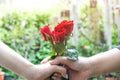 Hand of man giving a red rose to woman.ValentineÃ¢â¬â¢s day gift concept Royalty Free Stock Photo